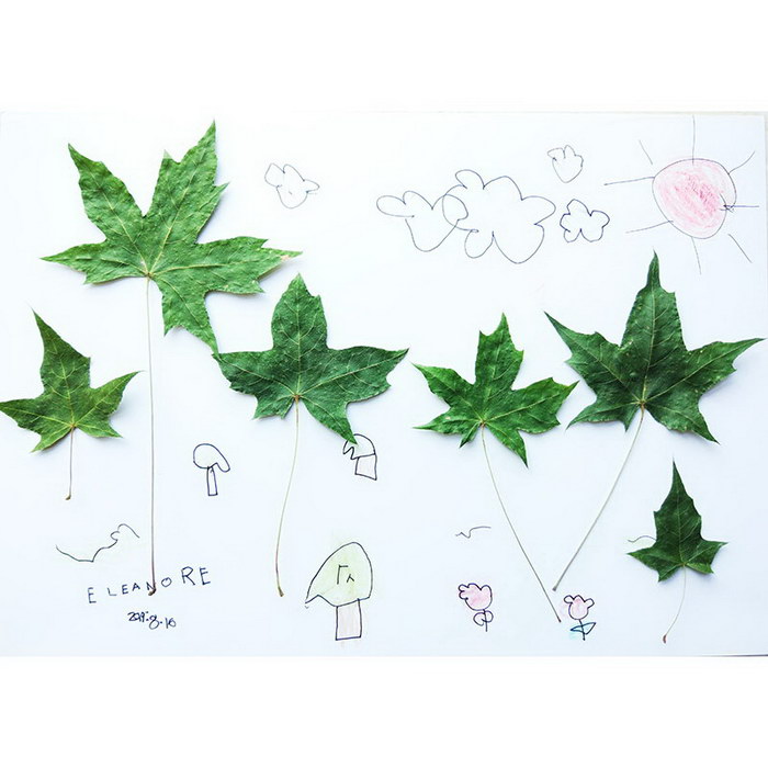 Botanical Specimen - Acer truncatum Bunge#Botanical Painting#