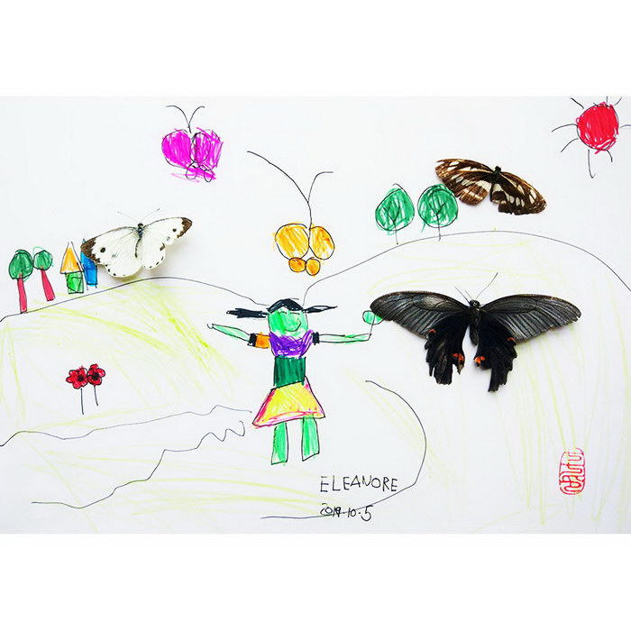 Insect Specimen - Butterflies#Insect Painting#